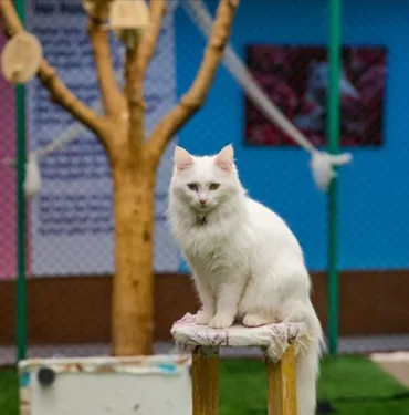 Orijinal formuna yakın Van kedisi sayısı arttırılıyor! 30 kedi damızlık olarak seçildi